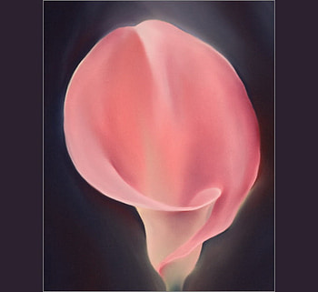 Calla pink, pink, black background, flower, single, calla HD wallpaper