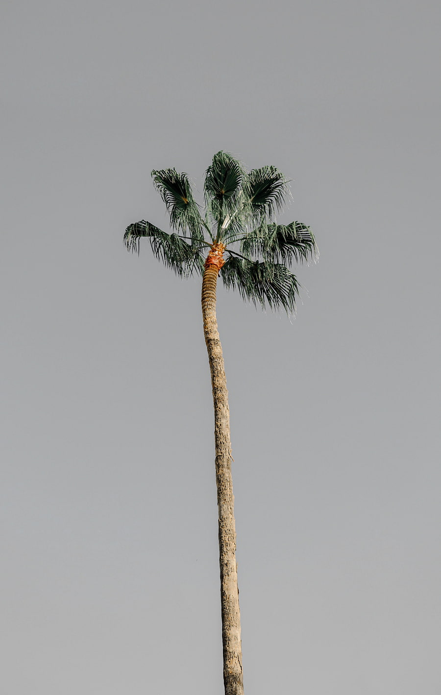 Nature, Sky, Wood, Tree, Minimalism, Palm HD phone wallpaper