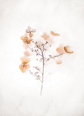 Ethereal dried flowers against a soft, neutral background, showcasing natural beauty. HD phone wallpaper