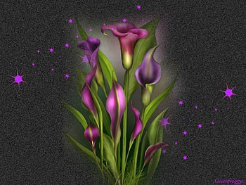 PINK AND PURPLE LILIES, PURPLE, CREATION, LILIES, PINK HD wallpaper