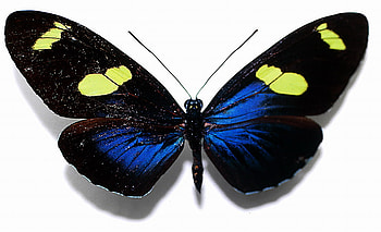 tri color butterfly, blue, black, tri color, long wings, butterfly, yellow HD wallpaper
