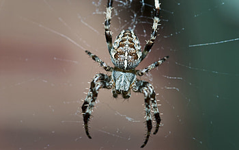 Web, Macro, Legs, Insect, Small, Spider HD wallpaper