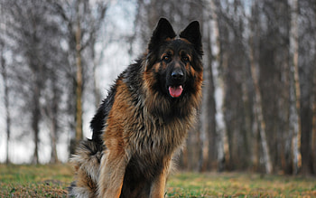 Animals, Dogs HD wallpaper