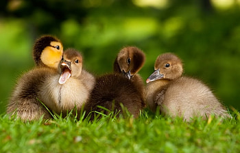 Animals, Birds, Ducks HD wallpaper