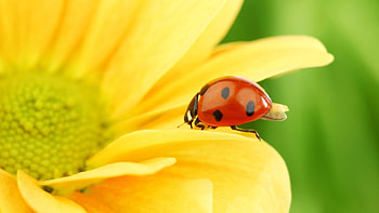 Insects, Ladybugs HD wallpaper