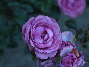 FOR DEAR GAYATRI, rose, purple, gayatri, pretty HD wallpaper