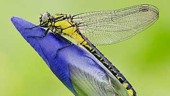 Minimalist dragonfly, Simple yet captivating, Stunning , Eye-catching HD wallpaper