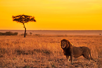 Animals, Savanna, Lion, Predator, Big Cat HD wallpaper