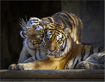 romance, tenderness, animals, love, cats, tigers, wild HD wallpaper