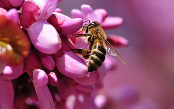Pink, Flower, Macro, Bee, Pollination HD wallpaper
