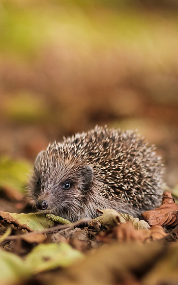 Hedgehog, Small mammal, Adorable creature, Nature's wonder HD phone wallpaper