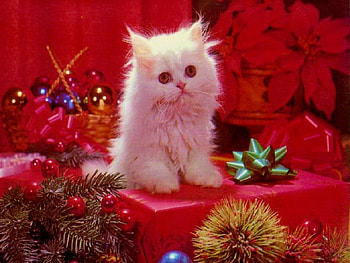 xmas-kitten, white, presents, Christmas, ornaments, bows, Kitten HD wallpaper