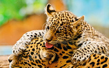 Baby tiger husky, Gorgeous jaguar, Wildlife cuteness, que HD wallpaper