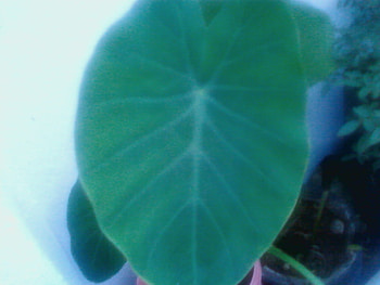 kewl, leaf, peace, white bg, gree HD wallpaper