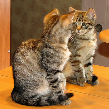 I am beautiful, sweet, kitten, mirror, beautiful HD wallpaper