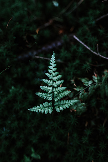 Macro, Fern, Sheet, Leaf, Branch, Focus HD phone wallpaper