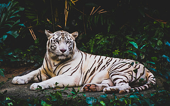 White Tiger, White, cat, Tiger, Animal HD wallpaper