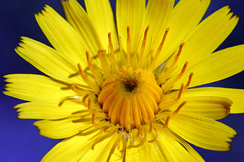 Flower, nature, petals, yellow HD wallpaper
