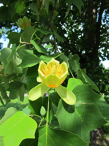Yellow Flower Tree, , Peakpx HD phone wallpaper