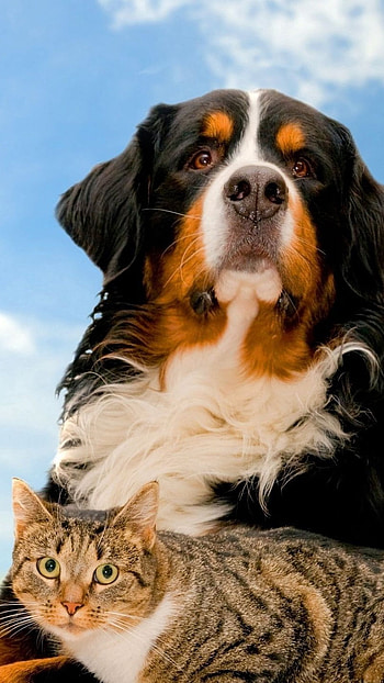 Cat And Dog, Animal Poster, Dog HD phone wallpaper