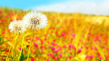 Plants, Flowers, Dandelions HD wallpaper
