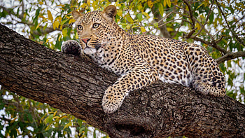 Leopard With Stare Look Is Lying Down On Tree Branch In Green Leaves Background Leopard HD wallpaper
