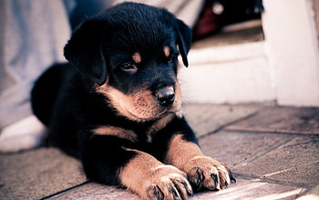 Animals, To Lie Down, Lie, Nice, Sweetheart, Puppy, Rottweiler HD wallpaper