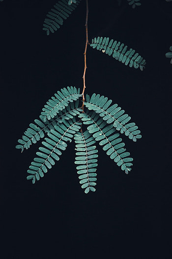 Dark, Leaves, Macro, Branch HD phone wallpaper