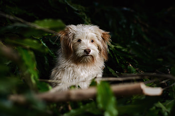 Animals, Fluffy, Dog, Muzzle, Blur, Smooth HD wallpaper