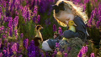 Cute, Little, Girl, Brown, Yellow, Ducks, Purple, Flowers, Field, Sunlight, Ash, Color, Dress Cute HD wallpaper