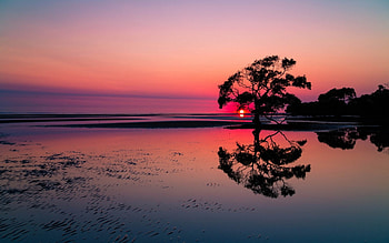 Sun- sea, Landscape, Sun, Trees, Sea HD wallpaper