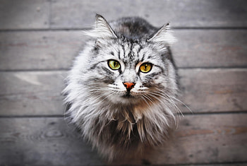 Cat, kitten, kitty, cats, cute, sleepy, sleeping, beauty, animals, hat, sweet, beautiful, paws, cat face, pretty, face, lovely HD wallpaper