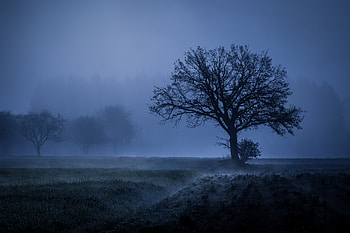 Field Fog Trees Blue Weather Cold , fog, trees, cold, weather, nature, field HD wallpaper