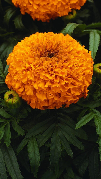Marigold, Flower HD phone wallpaper