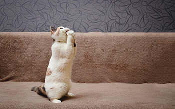 “Please, sir, I want some more.”, Animal, cat HD wallpaper