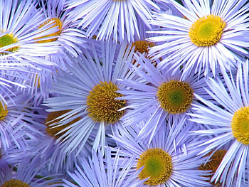 Flowers, Petals, Close-Up, Pollen, Asters HD wallpaper