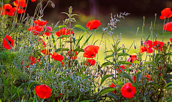 Meadow of poppies, poppies, summer, field, red, grass, meadow, beautiful, flowes HD wallpaper