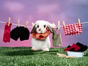 So cute:), bunnies, sweet, rabbits, cute, beautiful, grass, nice, bunny, animals, rodents, funny, lovely, rabbit, clothes HD wallpaper