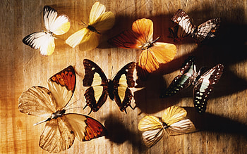 Butterflies, Insects HD wallpaper