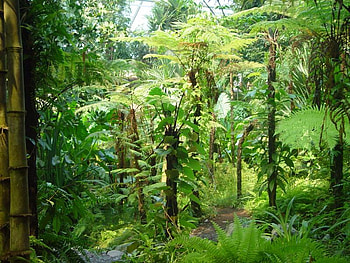 Masoala Path, trees, green, fern, path HD wallpaper