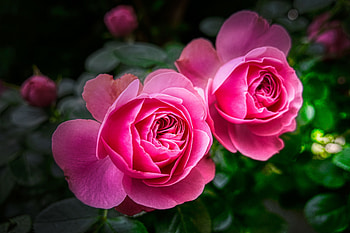Roses, Flowers, Petals, Ponk HD wallpaper