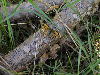 Butterflies, Insects HD wallpaper