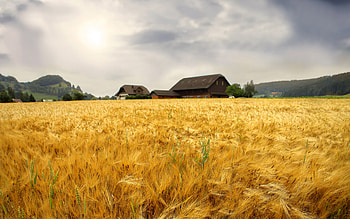 Farm , Samantha Tremblay, Rural charm, Countryside HD wallpaper