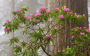 Rhododendrons and Sequoias, trees, rhododendrons, forest, America HD wallpaper