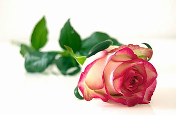 Elegant pink and white rose lying on a glossy white surface with green leaves. HD wallpaper