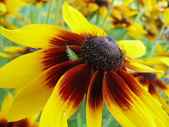 flower, nature, flowers HD wallpaper
