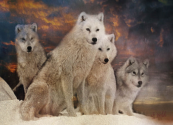 Wolves, winter, art, painted HD wallpaper