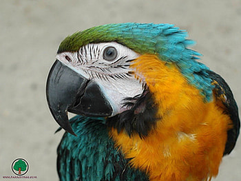 adi, birds, animals HD wallpaper