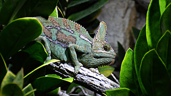 Animals, Animal, Reptile, Chameleon, Profile HD wallpaper