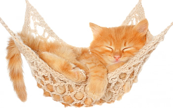 :), cute, cat, hammock, orange, sleep, ginger, kitten, summer, pisici, paw, vara HD wallpaper